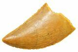 Serrated Raptor Tooth - Real Dinosaur Tooth #364830-1